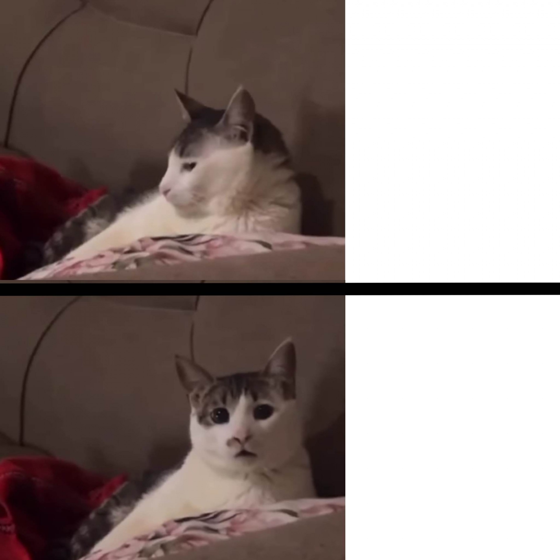 High Quality Meow Blank Meme Template