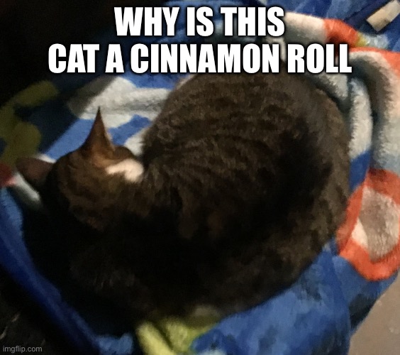 Cinnamon roll cat | WHY IS THIS CAT A CINNAMON ROLL | image tagged in cinnamon roll cat,cat,cinnamon cat | made w/ Imgflip meme maker