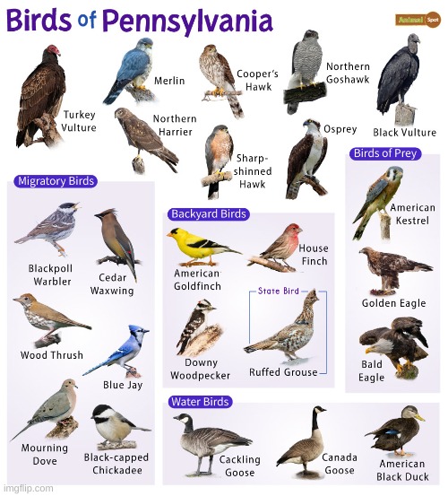 Birds of Pennslyvania | image tagged in pennsylvania,birds,bird id | made w/ Imgflip meme maker