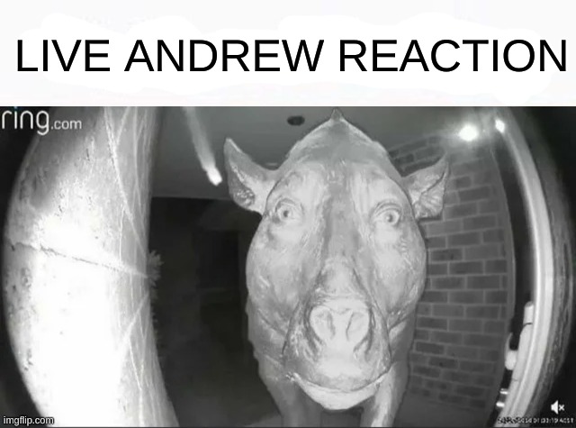 My honest reaction | LIVE ANDREW REACTION | image tagged in my honest reaction | made w/ Imgflip meme maker