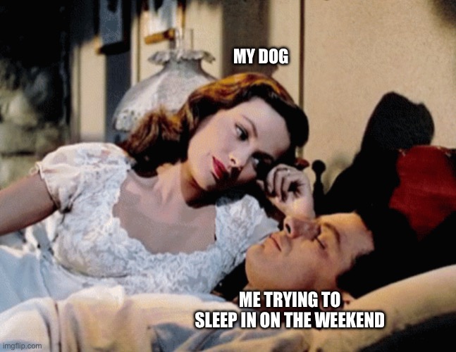 My Dog On The Weekend | MY DOG; ME TRYING TO SLEEP IN ON THE WEEKEND | image tagged in staring,dog,sleeping,sleep in on the weekend,never can sleep in | made w/ Imgflip meme maker