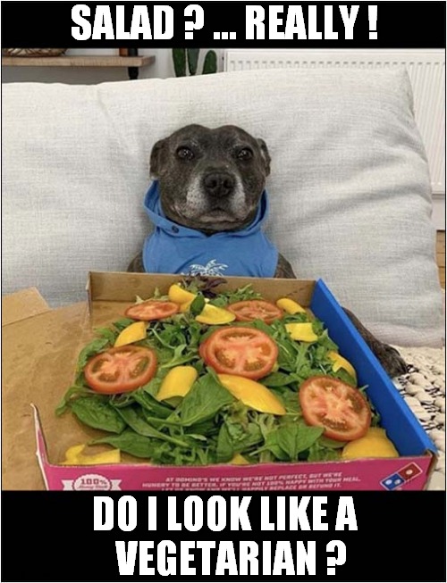 One Disappointed Dog ! | SALAD ? ... REALLY ! DO I LOOK LIKE A
  VEGETARIAN ? | image tagged in dogs,disappointment,salad,vegetarian | made w/ Imgflip meme maker