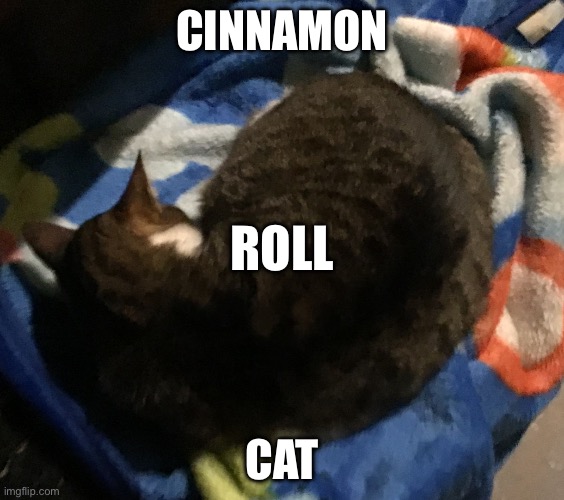Cinnamon roll cat | CINNAMON; ROLL; CAT | image tagged in cinnamon roll cat | made w/ Imgflip meme maker
