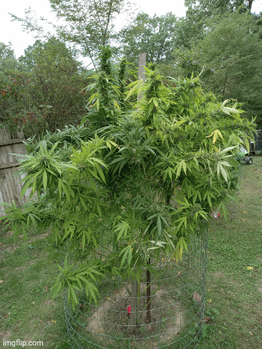 image tagged in gifs | made w/ Imgflip images-to-gif maker