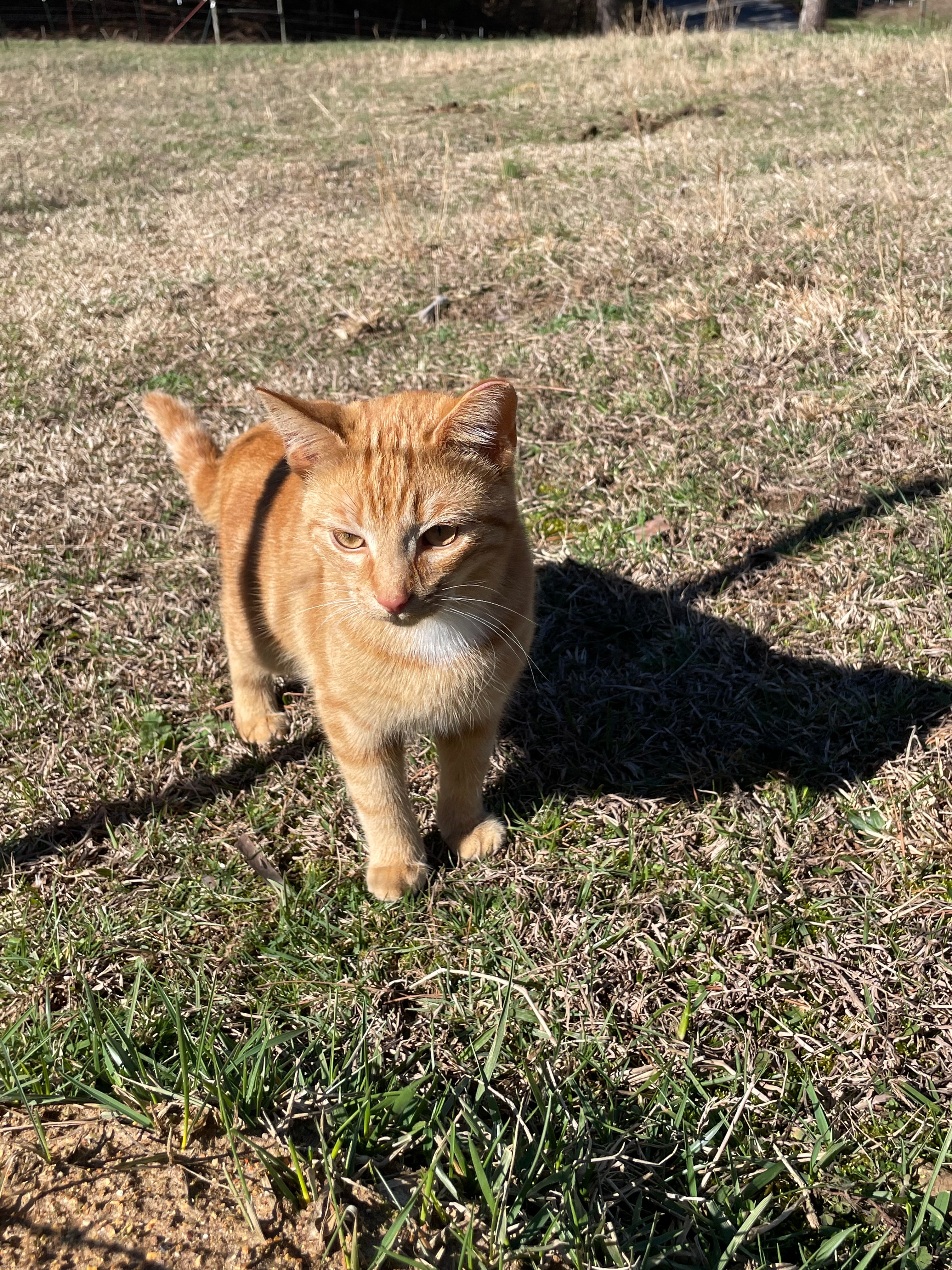 Cute kitten in field | image tagged in photography,photos,cute kittens,cats | made w/ Imgflip meme maker