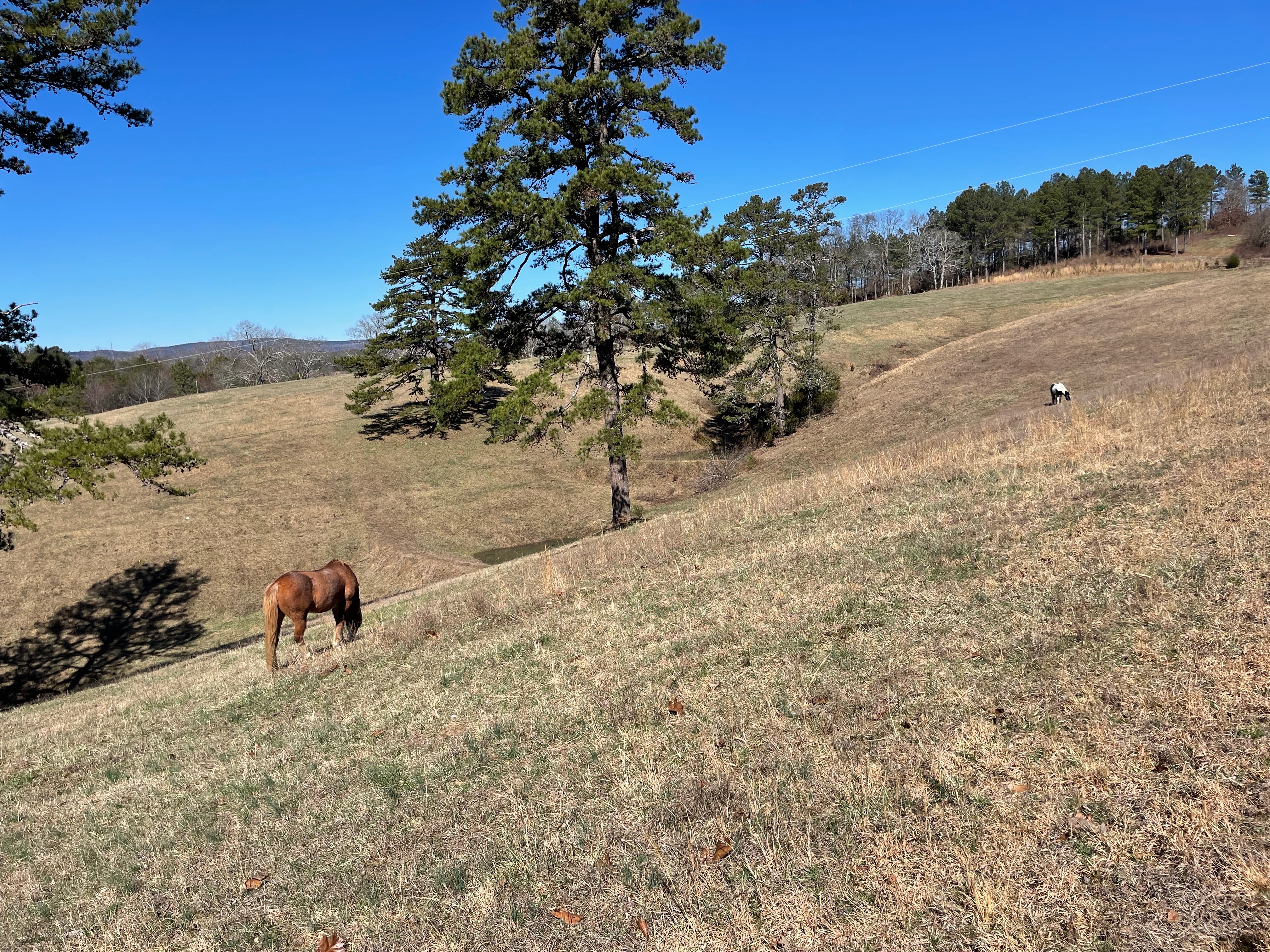 Photo of horses in beautiful field | image tagged in horses,photography,photos | made w/ Imgflip meme maker