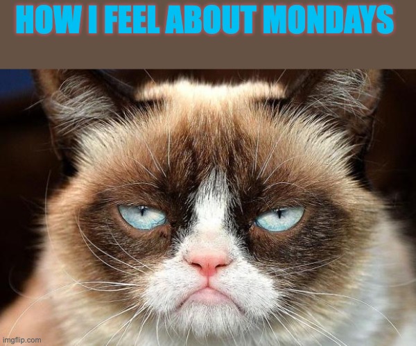 Grumpy Cat Not Amused | HOW I FEEL ABOUT MONDAYS | image tagged in memes,grumpy cat not amused,grumpy cat | made w/ Imgflip meme maker