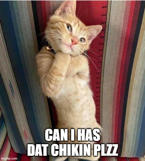 is it??!!?!?!?!? | CAN I HAS DAT CHIKIN PLZZ | image tagged in begging cat | made w/ Imgflip meme maker