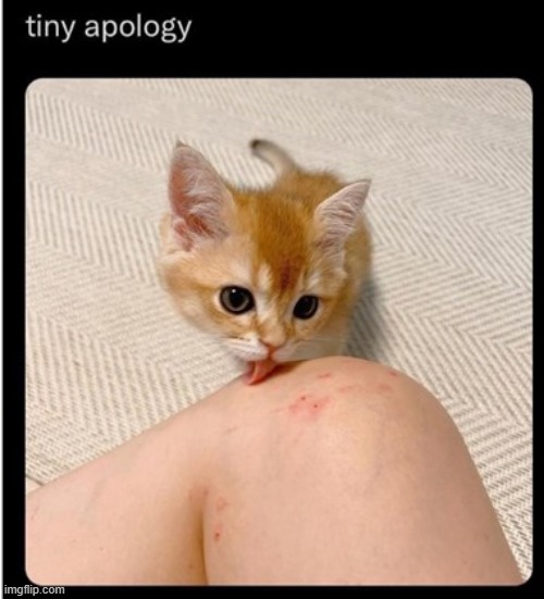 srry | image tagged in cute cat,sorry i annoyed you | made w/ Imgflip meme maker