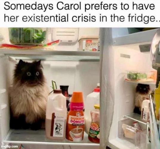 dont mind me, im just havin' a mental breakdown in the fridge | image tagged in cats | made w/ Imgflip meme maker
