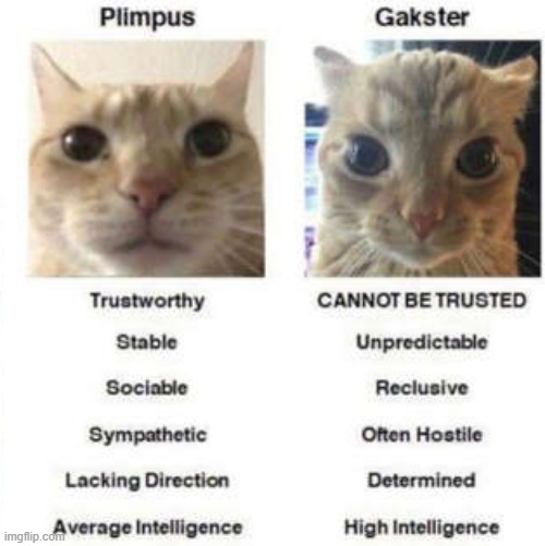 pimpus vs. gakster | image tagged in cat memes,funny memes | made w/ Imgflip meme maker