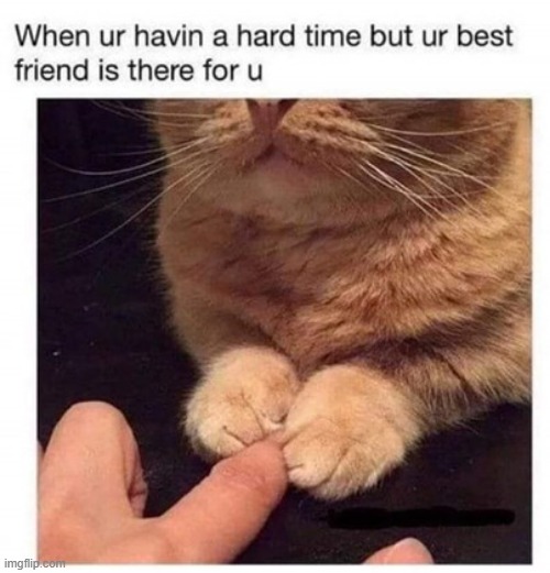 meep | image tagged in cute cat,funny cat memes | made w/ Imgflip meme maker