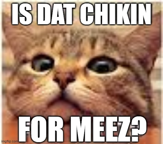 chikin!!!! | IS DAT CHIKIN; FOR MEEZ? | image tagged in cute cat,funny | made w/ Imgflip meme maker