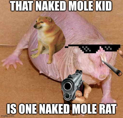 naked mole rat | THAT NAKED MOLE KID; IS ONE NAKED MOLE RAT | image tagged in naked mole rat | made w/ Imgflip meme maker