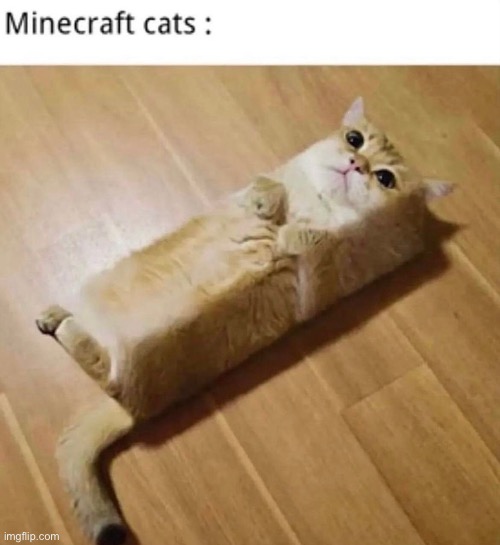 Minecat | image tagged in cats,minecraft,memes,gaming,funny,minecraft memes | made w/ Imgflip meme maker
