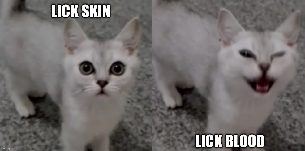 Skin vs blood | LICK SKIN LICK BLOOD | image tagged in cute but evil kitten | made w/ Imgflip meme maker