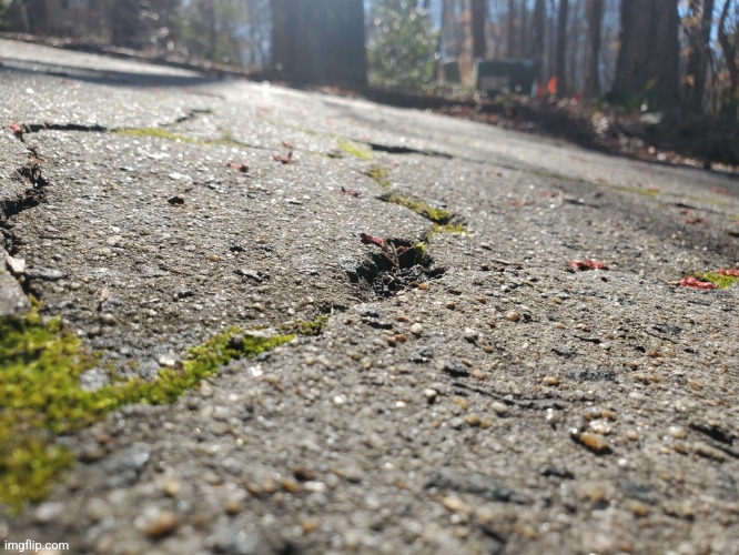 Moss in road | image tagged in moss,photography | made w/ Imgflip meme maker