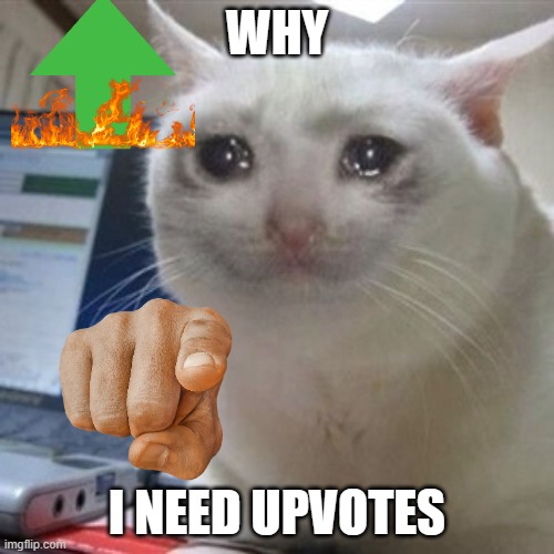 (Mod note: No, you WANT upvotes) | WHY; I NEED UPVOTES | image tagged in crying cat | made w/ Imgflip meme maker