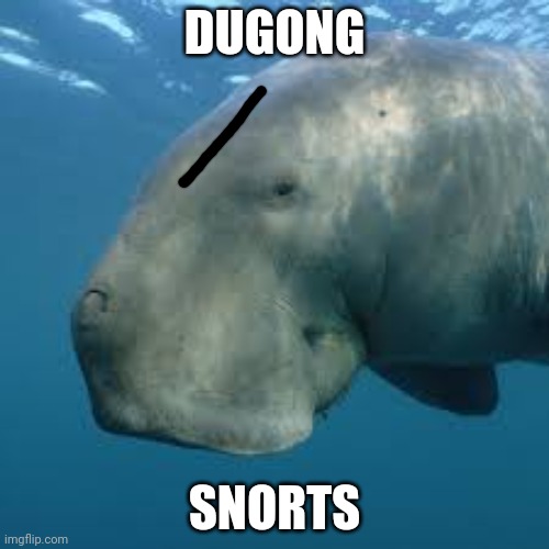 Dugong snortssoosososoosososos | DUGONG; SNORTS | made w/ Imgflip meme maker