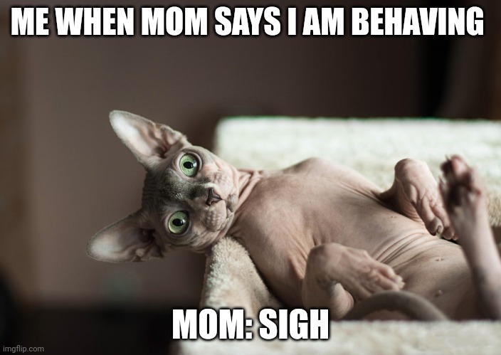 ... | ME WHEN MOM SAYS I AM BEHAVING; MOM: SIGH | image tagged in funny cats | made w/ Imgflip meme maker