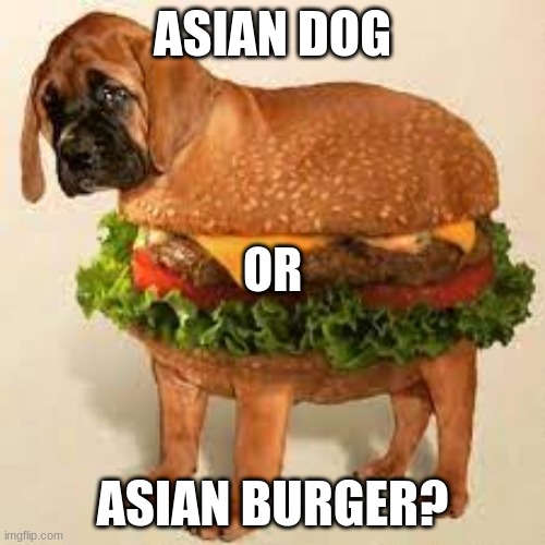 YOU CHOOSE | ASIAN DOG; OR; ASIAN BURGER? | image tagged in asian,dog,offensive | made w/ Imgflip meme maker