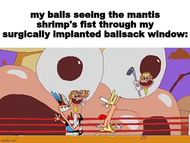 temp credit to paleo | my balls seeing the mantis shrimp's fist through my surgically implanted ballsack window: | made w/ Imgflip meme maker
