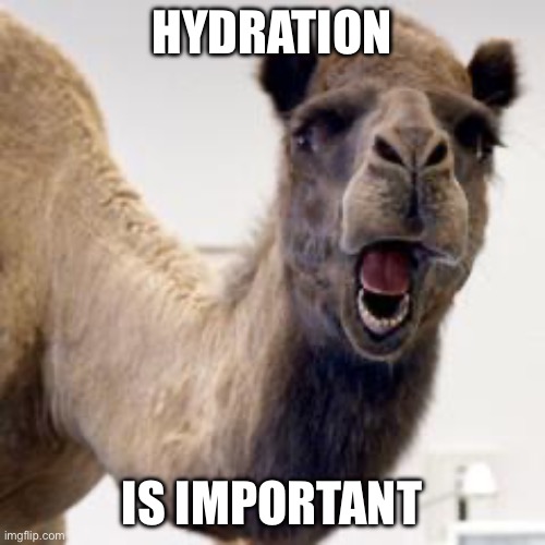 Camel | HYDRATION IS IMPORTANT | image tagged in camel | made w/ Imgflip meme maker