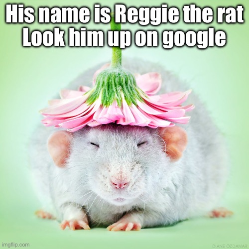 His name is Reggie the rat
Look him up on google | made w/ Imgflip meme maker