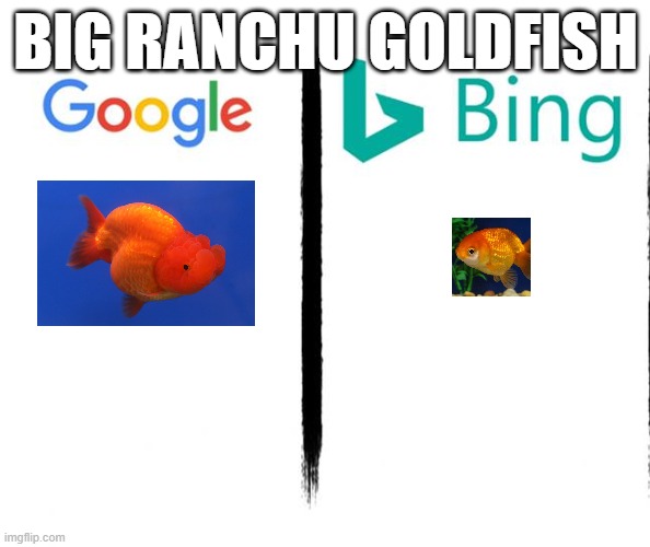 Google v. Bing |  BIG RANCHU GOLDFISH | image tagged in google v bing,goldfish,ranchu,fish,aquarium,google search | made w/ Imgflip meme maker