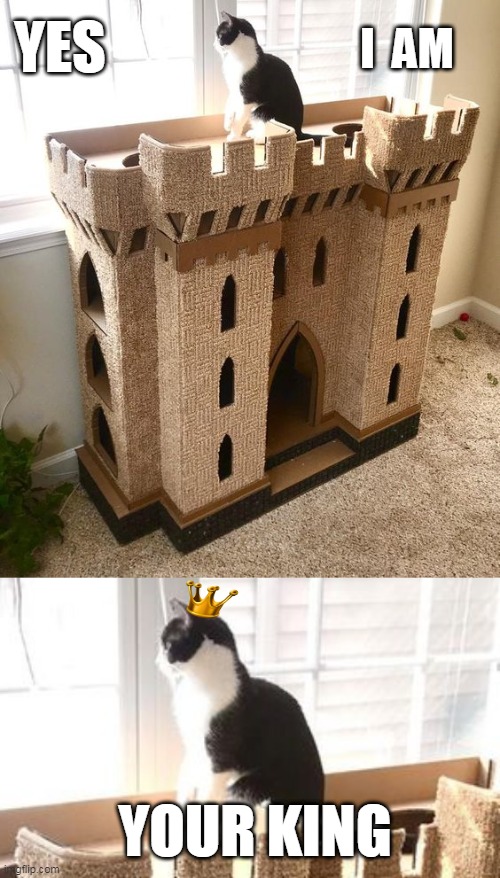 KING KITTY | I  AM; YES; YOUR KING | image tagged in cats,funny cats,king | made w/ Imgflip meme maker