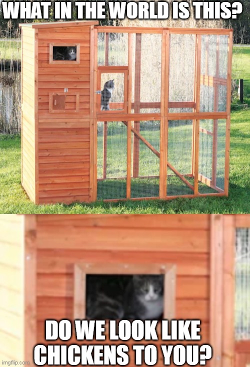 AT LEAST THEY GET SOME OUTSIDE TIME | WHAT IN THE WORLD IS THIS? DO WE LOOK LIKE CHICKENS TO YOU? | image tagged in cats,funny cats | made w/ Imgflip meme maker