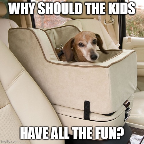 DOGGIE HAS A CAR SEAT | WHY SHOULD THE KIDS; HAVE ALL THE FUN? | image tagged in dogs,funny dogs,car | made w/ Imgflip meme maker