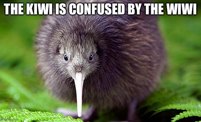 kiwi | THE KIWI IS CONFUSED BY THE WIWI | image tagged in kiwi | made w/ Imgflip meme maker