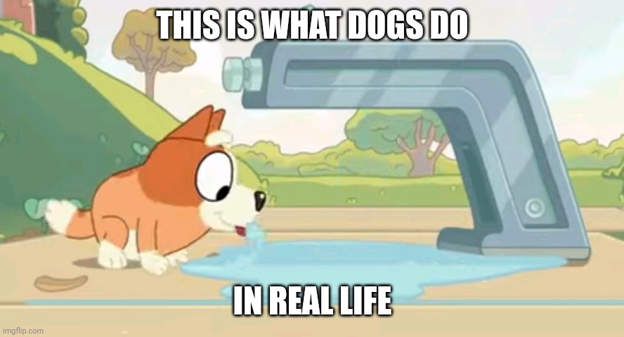 Lapping up water | THIS IS WHAT DOGS DO; IN REAL LIFE | image tagged in memes | made w/ Imgflip meme maker