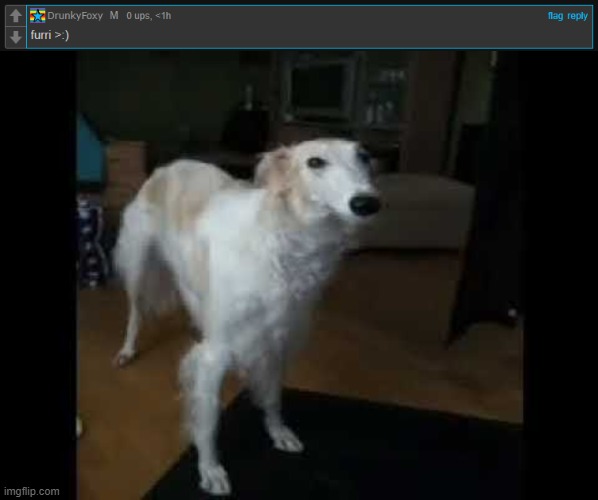 Live LQ Borzoi Dog Reaction | image tagged in low quality borzoi dog | made w/ Imgflip meme maker