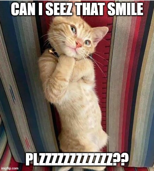 Please? | CAN I SEEZ THAT SMILE; PLZZZZZZZZZZZZ?? | image tagged in begging cat | made w/ Imgflip meme maker