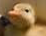 Proud baby duck Blank Meme Template