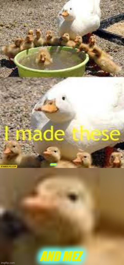 Proud duck family | AND MEZ; AND MEZ | image tagged in proud mama duck,proud baby duck | made w/ Imgflip meme maker