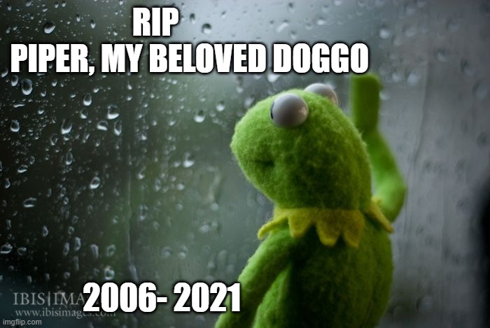 i miss him | RIP                             
PIPER, MY BELOVED DOGGO; 2006- 2021 | image tagged in kermit window | made w/ Imgflip meme maker