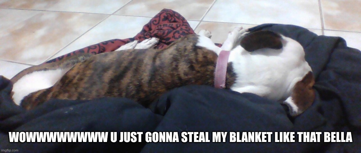 she stole my damn blanket | WOWWWWWWWW U JUST GONNA STEAL MY BLANKET LIKE THAT BELLA | image tagged in dogs | made w/ Imgflip meme maker