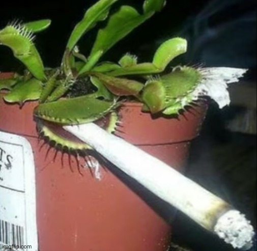 Venus flytrap smoking a bigass blunt | made w/ Imgflip meme maker