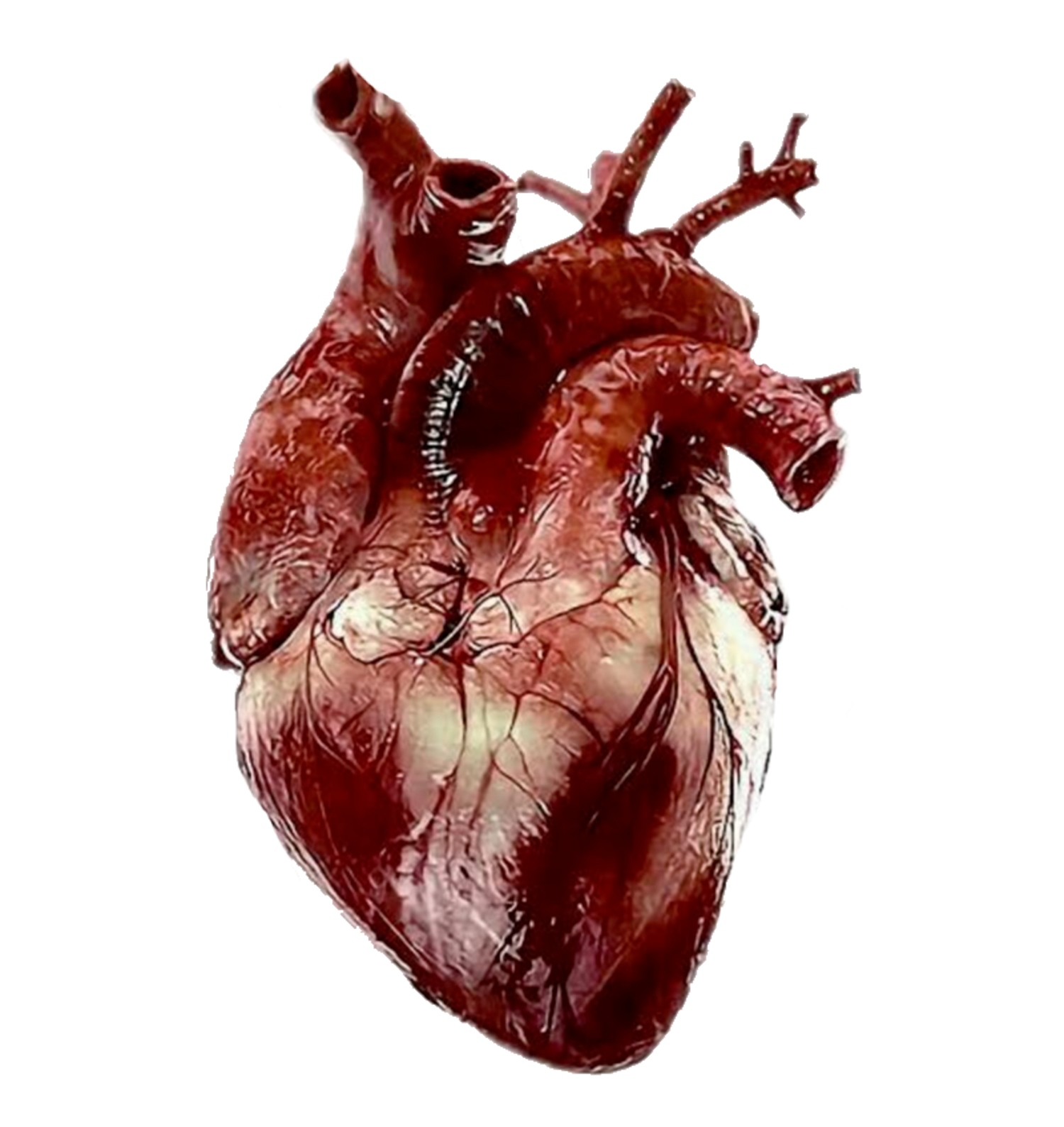Corazón real humano 3D Blank Meme Template