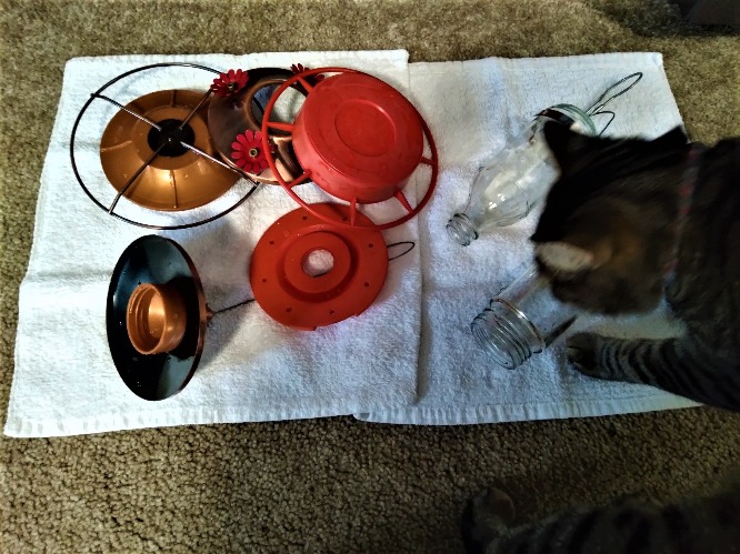 Cleaned hummingbird feeders today & Luna did a quality control check (2.18.23) | image tagged in photography,cats | made w/ Imgflip meme maker