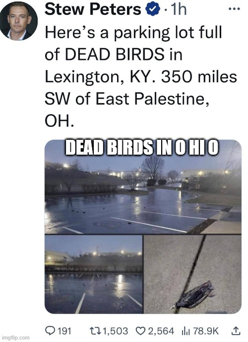 Dead Birds In O Hi O | DEAD BIRDS IN O HI O | image tagged in dead birds in o hi o | made w/ Imgflip meme maker