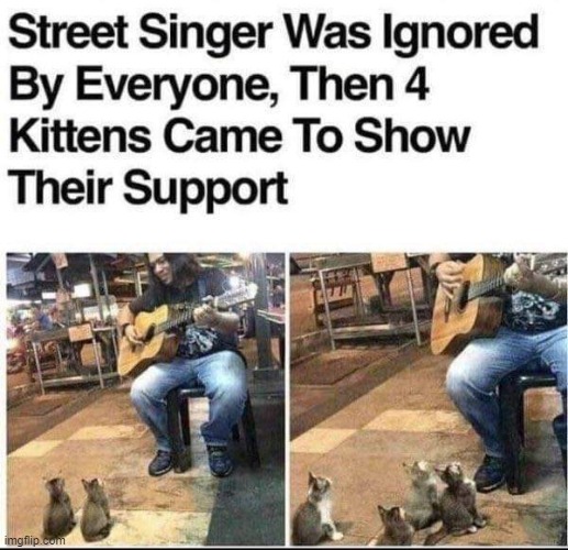 kitty fans | image tagged in wholesome,wholesome content,singer,cats,memes,funny | made w/ Imgflip meme maker