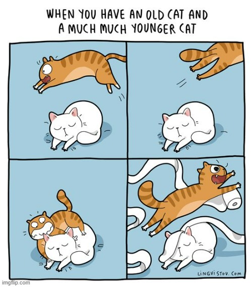 Cats' Ways Of Thinking | image tagged in memes,comics,cats,young,vs,old | made w/ Imgflip meme maker