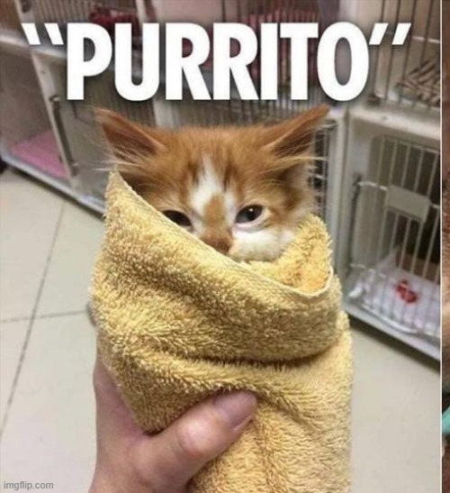 not rlly a meme, just cat | made w/ Imgflip meme maker
