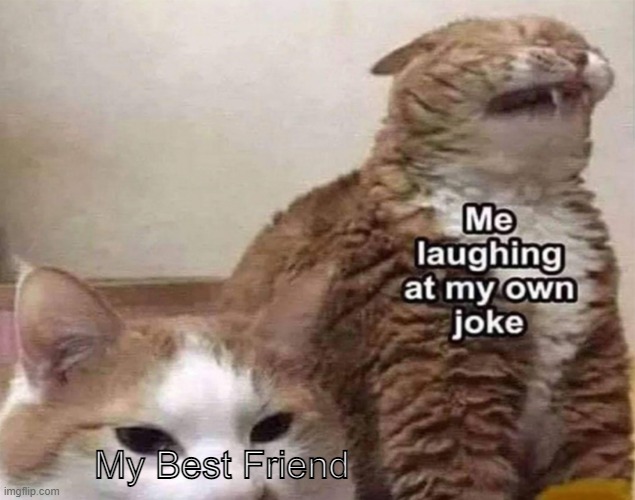 this happens like 24/7 | My Best Friend | image tagged in funny cats | made w/ Imgflip meme maker