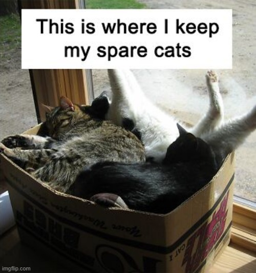 my spare cats are overflowing.... | image tagged in cats | made w/ Imgflip meme maker
