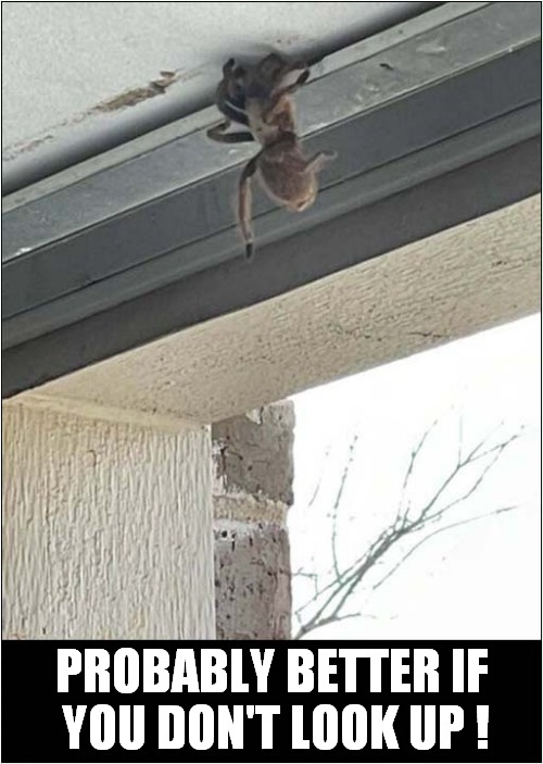 Do You Suffer From Arachnophobia ? | PROBABLY BETTER IF 
YOU DON'T LOOK UP ! | image tagged in arachnophobia,don't look | made w/ Imgflip meme maker
